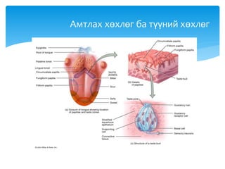 Амтлах хөхлөг ба түүний хөхлөг
 