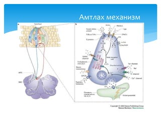 Амтлах механизм
 