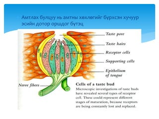  Амтлах булцуу нь амтны хөхлөгийг бүрхсэн хучуур
эсийн дотор оршдог бүтэц
 