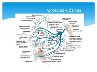 Өгсөх зам ба төв
 