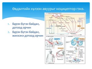 Өвдөлтийн хүлээн авуурыг ноцицептор гэнэ.
1. Бүрэн бүтэн байдал,
дотоод орчин
2. Бүрэн бүтэн байдал,
жинхэнэ дотоод орчин
 