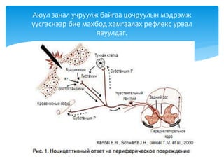 Аюул занал учруулж байгаа цочруулын мэдрэмж
үүсгэснээр бие махбод хамгаалах рефлекс урвал
явуулдаг.
 