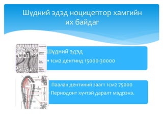 Шүдний эдэд
•1см2 дентинд 15000-30000
Паалан дентиний заагт 1см2 75000
•Периодонт хүчтэй даралт мэдрэнэ.
Шүдний эдэд ноцицептор хамгийн
их байдаг
 