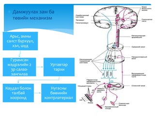 Арьс, амны
салст бүрхүүл,
хэл, шүд
Гурамсан
мэдрэлийн 2
3р салаа-
зангилаа
Уртавтар
тархи
Каудал болон
талбай
хооронд
Нугасны
бөөмийн
контрлатериал
 Дамжуулах зам ба
төвийн механизм
 