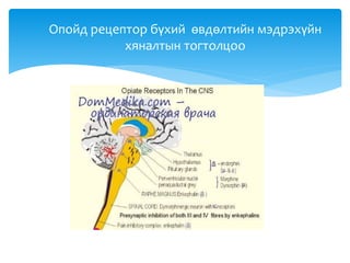 Опойд рецептор бүхий өвдөлтийн мэдрэхүйн
хяналтын тогтолцоо
 