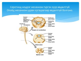 Серотинд мэдрэг механизм-түргэн зуур өвдөлтгүй
Опойд механизм-удаан хугацаагаар өвдөлтгүй болгоно.
 