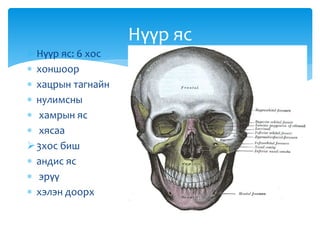 Нүүр яс
Нүүр яс: 6 хос
 хоншоор
 хацрын тагнайн
 нулимсны
 хамрын яс
 хясаа
3хос биш
 андис яс
 эрүү
 хэлэн доорх
 