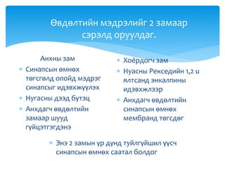 Өвдөлтийн мэдрэлийг 2 замаар
сэрэлд оруулдаг.
Анхны зам
 Синапсын өмнөх
төгсгөлд опойд мэдрэг
синапсыг идэвхжүүлэх
 Нугасны дээд бүтэц
 Анхдагч өвдөлтийн
замаар шууд
гүйцэтгэгдэнэ
 Хоёрдогч зам
 Нуасны Рекседийн 1,2 u
ялтсанд энкалпины
идэвхжлээр
 Анхдагч өвдөлтийн
синапсын өмнөх
мембранд төгсдөг
 Энэ 2 замын үр дүнд туйлгүйшил үүсч
синапсын өмнөх саатал болдог
 