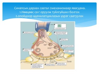Синапсын дараах саатал 2механизмаар явагдана.
1.Нөөцөөс са-г оруулж туйлгүйшил болгох
2.опойдоор аденилатциклазын үүрэг саатуулах
 