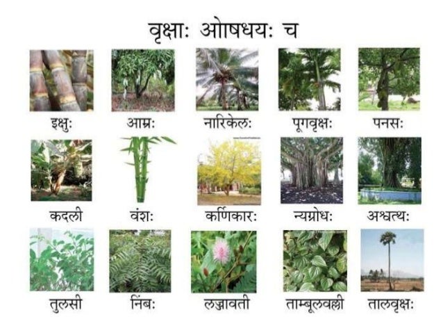 Sanskrit Words With Pictures Sanskrit Words With Pictures