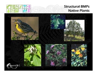 Structural BMPs
   Native Plants
 
