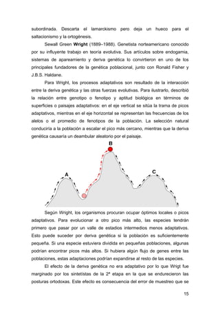 subordinada. Descarta el lamarckismo pero deja un hueco para el 
saltacionismo y la ortogénesis. 
Sewall Green Wright (188...