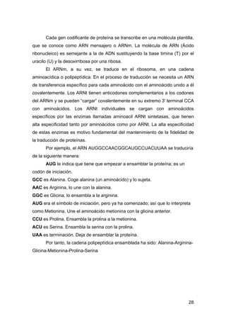 Cada gen codificante de proteína se transcribe en una molécula plantilla, 
que se conoce como ARN mensajero o ARNm. La mol...