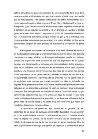 batería compartida de genes downstream. Si en un segmento de la larva de la 
mosca se activa artificialmente otro gen Hox ...