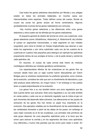 Casi todos los genes selectores descubiertos por Morata y sus colegas 
existen en todos los animales bilaterales, en mucho...