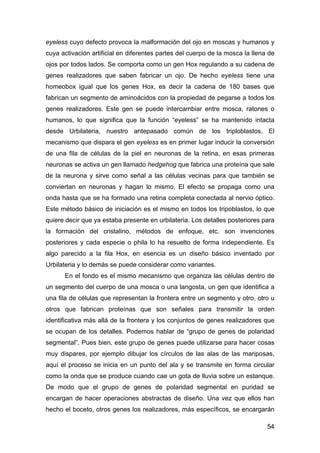 eyeless cuyo defecto provoca la malformación del ojo en moscas y humanos y 
cuya activación artificial en diferentes parte...