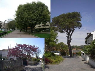 O desafioCriar espaços públicos atractivos...Copenhaga: mais de 96000 m2 de zonas pedestresGent: enorme zona pedestre no centroOxford: novas zonas pedestresreduziram tráfego no centro em 20%