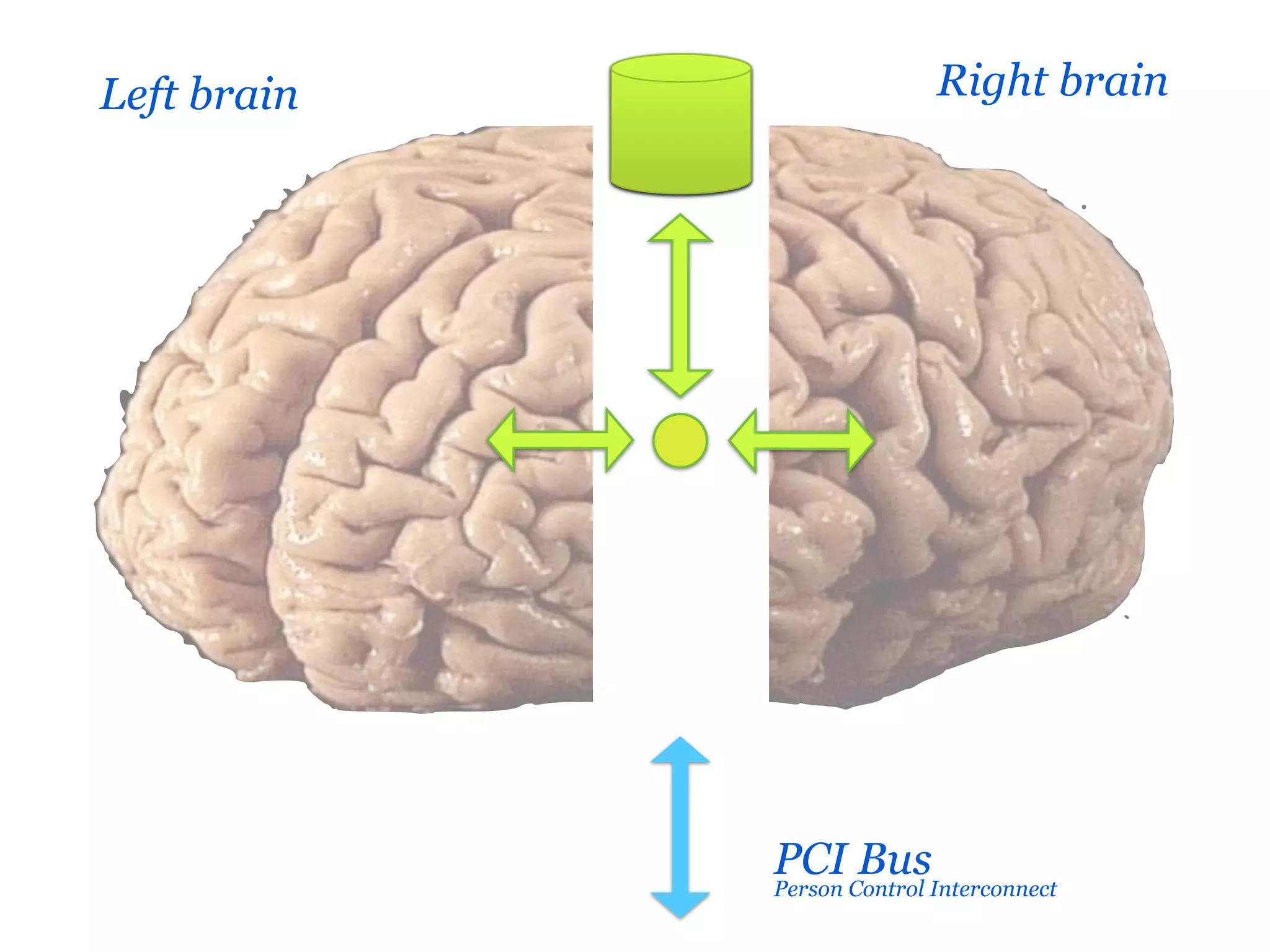 Left brain                Right brain




             PCI Control Interconnect
                    Bus
             Person
 