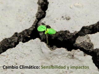 Cambio Climático: Demanda de información para la agriculturaCCCMA-CGCM3.1CSIRO-MK3.0IPSL-CM4MPI-ECHAM5NCAR-CCSM3.0UKMO-HADCM3UKMO-HADGEM12050A1BI N C E R T I D U M B R E S