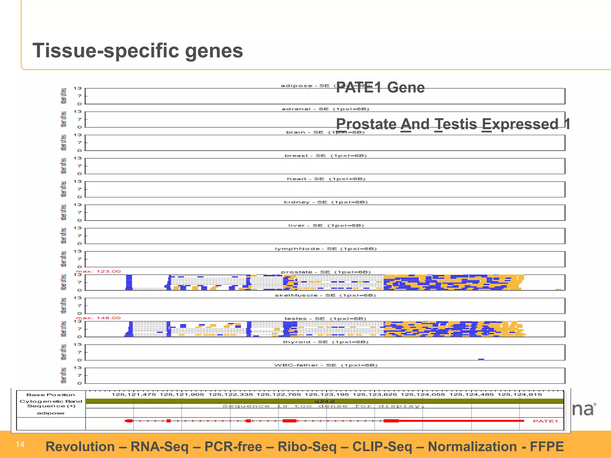 1144 Revolution – RNA-Seq – PCR-free – Ribo-Seq – CLIP-Seq – Normalization - FFPE 
Tissue-specific genes 
Base Position 125,121,475 125,121,905 125,122,335 125,122,765 125,123,195 125,123,625 125,124,055 125,124,485 125,124,915 
Cytogenetic Band q24.2 
Sequence (+) Sequence is too dense for display. 
adipose 
PATE1 
PATE1 Gene 
Prostate And Testis Expressed 1 
 