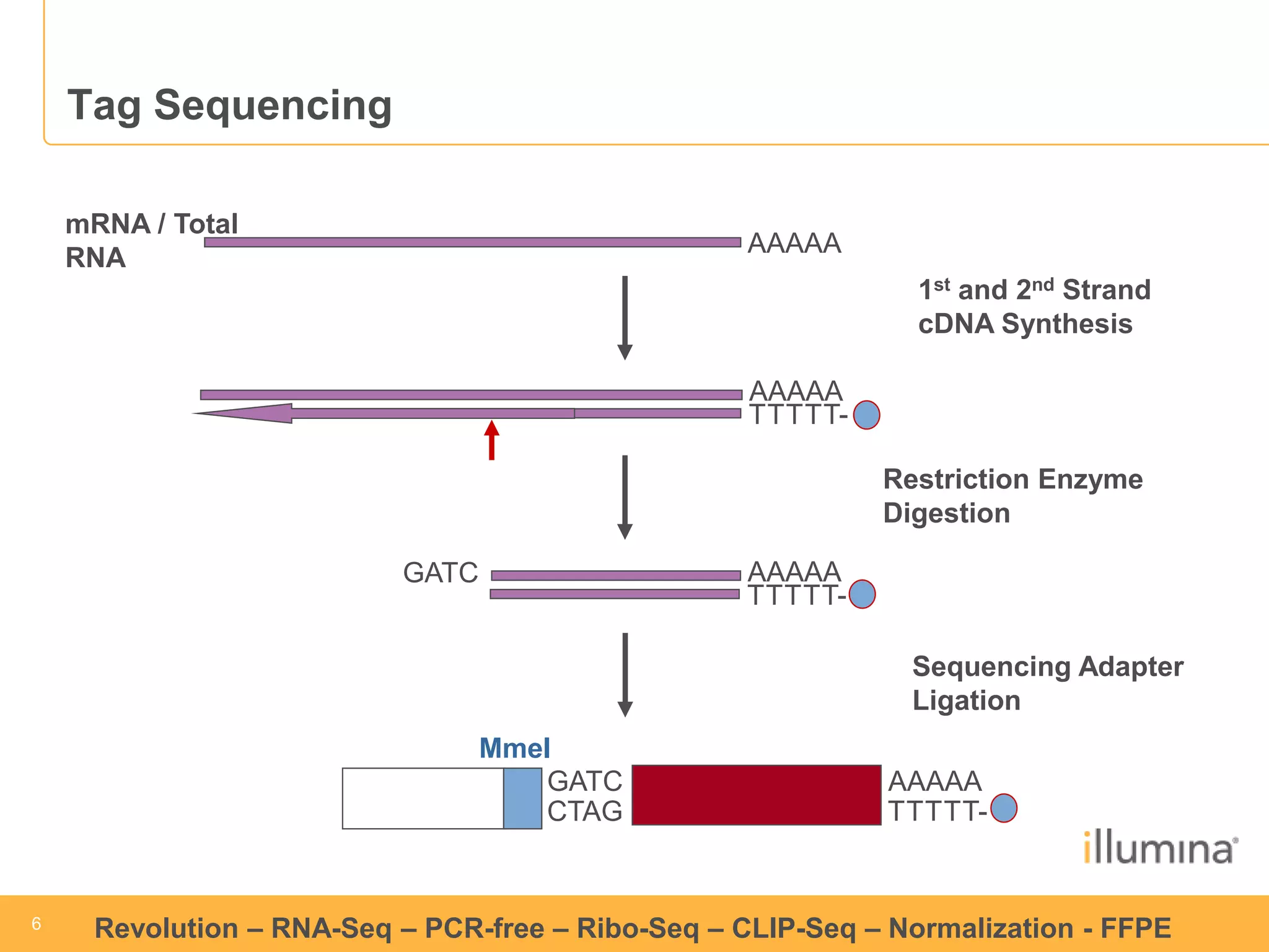 6 
6 
Revolution –RNA-Seq–PCR-free –Ribo-Seq–CLIP-Seq–Normalization -FFPE 
Tag Sequencing 
AAAAA 
mRNA / Total RNA 
Sequencing Adapter Ligation 
GATC 
AAAAA 
TTTTT- 
CTAGMmeI 
AAAAA 
TTTTT- 
1stand 2ndStrand cDNA Synthesis 
Restriction Enzyme Digestion 
GATC 
AAAAA 
TTTTT-  