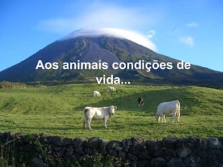 Aos animais condições de vida... 