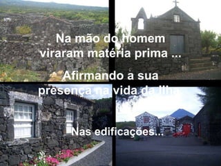 Na mão do homem viraram matéria prima ... Afirmando a sua presença na vida da Ilha. Nas edificações... 