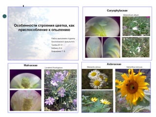 Отчет по практике 2010