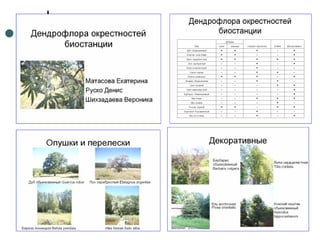 Отчет по практике 2010