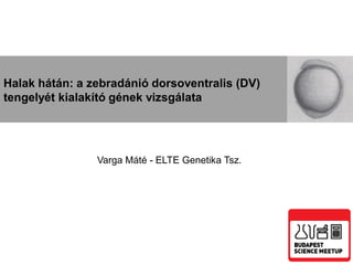 Halak hátán: a zebradánió dorsoventralis (DV)
tengelyét kialakító gének vizsgálata




                Varga Máté - ELTE Genetika Tsz.
 