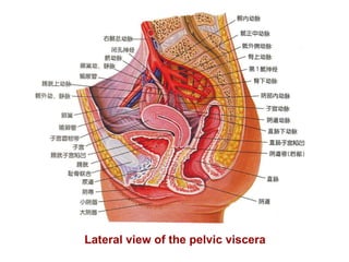 Lateral view of the pelvic viscera 
