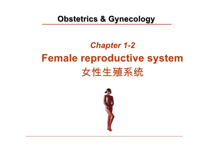 女性生殖系统 留学生 10