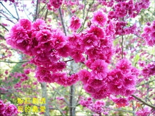 粉紅剔透 我的最愛 