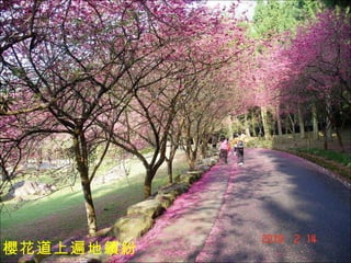櫻花道上遍地繽紛 