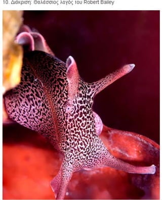 η άγρια ζωή μέσα από βραβευμένες το 2010 φωτογραφίες