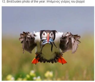 η άγρια ζωή μέσα από βραβευμένες το 2010 φωτογραφίες