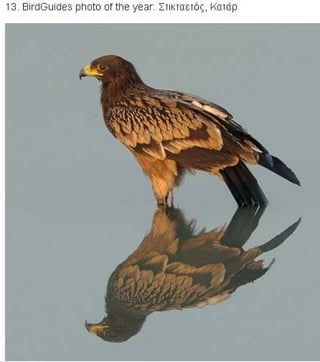 η άγρια ζωή μέσα από βραβευμένες το 2010 φωτογραφίες