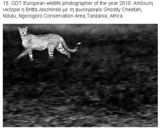 η άγρια ζωή μέσα από βραβευμένες το 2010 φωτογραφίες