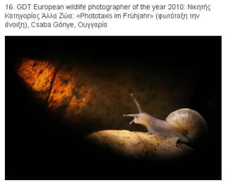 η άγρια ζωή μέσα από βραβευμένες το 2010 φωτογραφίες