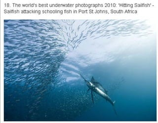 η άγρια ζωή μέσα από βραβευμένες το 2010 φωτογραφίες