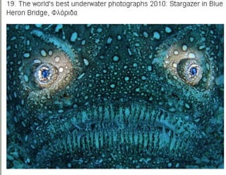 η άγρια ζωή μέσα από βραβευμένες το 2010 φωτογραφίες