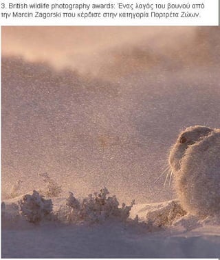 η άγρια ζωή μέσα από βραβευμένες το 2010 φωτογραφίες