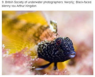 η άγρια ζωή μέσα από βραβευμένες το 2010 φωτογραφίες