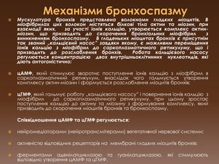Механізми бронхоспазмуМускулатура бронхів представлена волокнами гладких міоцитів. В міофібрилах цих волокон містяться білкові тіла актин та міозин, при взаємодії яких,   за участі іонів кальцію, утворюється комплекс актин-міозин, що призводить до скорочення бронхіальних міофібрил  з  виникненням бронхоспазму.   В гладеньких міоцитах бронхів є присутнім  так званий „кальцієвийнасос” завдяки якому, є можливим переміщення  іонів кальцію з міофібрил до саркоплазматичногоретикулуму, що і призводить до розслаблення бронхів.  Робота кальцієвого насосу регулюється концентрацією  двох внутрішньоклітинних  нуклеотидів, які діють антогоністично:цАМФ, який стимулює зворотнє поступлення іонів кальцію з міофібрил в саркоплазматичнийретикулум, внаслідок чого гальмується утворення комплексу актин-міозин і формується розслаблення міоцитів бронхів;цГМФ, який гальмує роботу „кальцієвогонасосу” і повернення іонів кальцію  з міофібрил  до саркоплазматичногоретикулуму, при цьому зростає поступлення кальцію до актину та міозину з формування комплексу, який призводить до скорочення міоцитів бронхів та бронхоспазму.	Співвідношення цАМФ та цГМФ регулюється:нейромедіаторами (нейротрансмітерами) вегетативної нервової системи;активністю відповідних рецепторів на  мембрані гладких міоцитів бронхів;ферментами аденілатциклазою та гуанілатциклазою, які стимулюють відповідно утворення цАМФ та цГМФ.