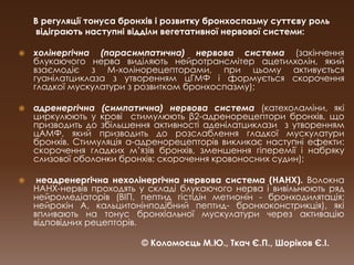      В регуляції тонуса бронхів і розвитку бронхоспазму суттєву роль       відіграють наступні відділи вегетативної нервової системи:холінергічна(парасимпатична) нервова система (закінчення блукаючого нерва виділяють нейротрансмітер ацетилхолін, який взаємодіє з М-холінорецепторами, при цьому активується гуанілатциклаза з утворенням цГМФ і формується скорочення гладкої мускулатури з розвитком бронхоспазму);адренергічна (симпатична) нервова система (катехоламіни, які циркулюють у крові  стимулюють β2-адренорецептори бронхів, що призводить до збільшення активності аденілатциклази  з утворенням цАМФ, який призводить до розслаблення гладкої мускулатури бронхів. Стимуляція α-адренорецепторів викликає наступні ефекти: скорочення гладких м’язів бронхів, зменшення гіперемії і набряку слизової оболонки бронхів; скорочення кровоносних судин);неадренергічнанехолінергічна нервова система (НАНХ). Волокна НАНХ-нервів проходять у складі блукаючого нерва і вивільнюють ряд нейромедіаторів (ВІП, пептид гістідінметионін - бронходилятація; нейрокін А, кальцитонінподібнийпептид-бронхоконстрикція), які впливають на тонус бронхіальної мускулатури через активацію відповідних рецепторів.© Коломоєць М.Ю., Ткач Є.П., Шоріков Є.І.