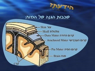 ‫שכבות הגנה של המוח:‬
 