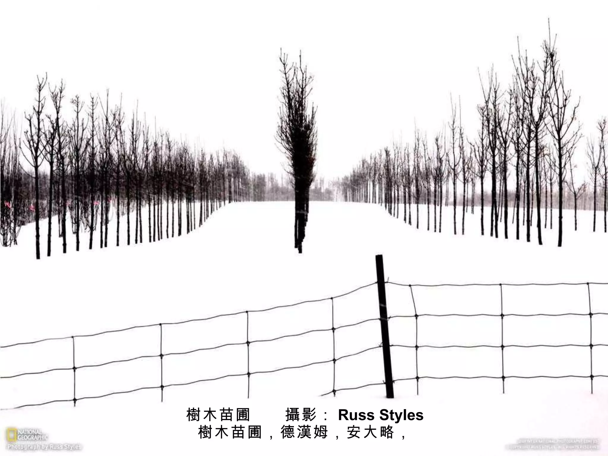 樹 木苗圃　　 攝 影： Russ Styles 樹 木苗圃，德 漢 姆，安大略， 