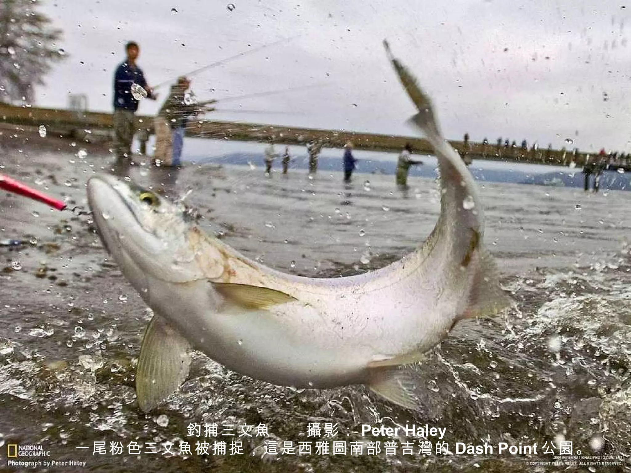 釣 捕三文 魚 　　 攝 影： Peter Haley 　　一 尾 粉色三文 魚 被捕捉， 這 是西雅 圖 南部普吉 灣 的 Dash Point 公 園 。 