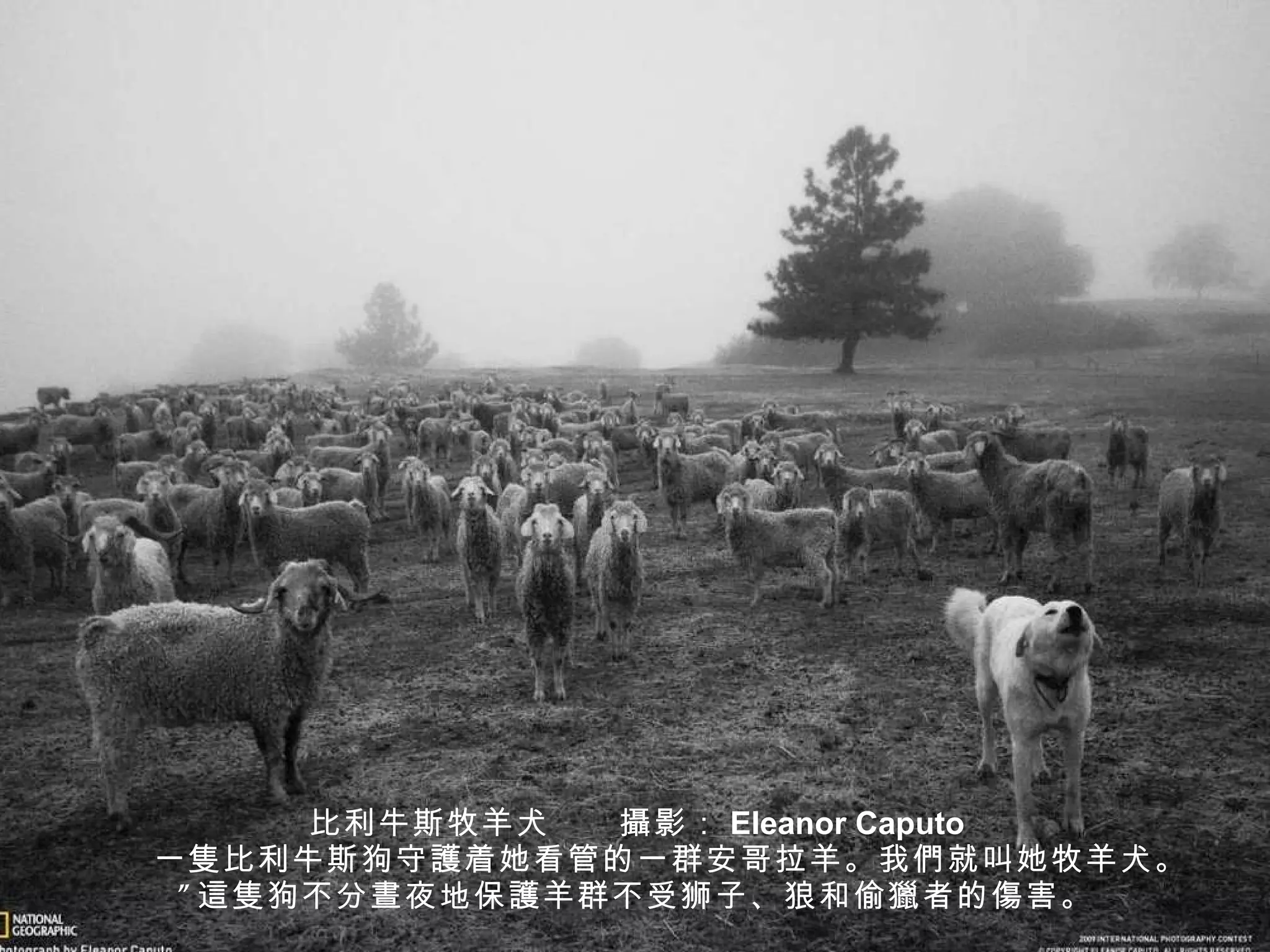 比利牛斯牧羊犬　　 攝 影： Eleanor Caputo 　　一 隻 比利牛斯狗守 護 着她看管的一群安哥拉羊。我 們 就叫她牧羊犬。” 這隻 狗不分 晝 夜地保 護 羊群不受狮子、狼和偷 獵 者的 傷 害。 