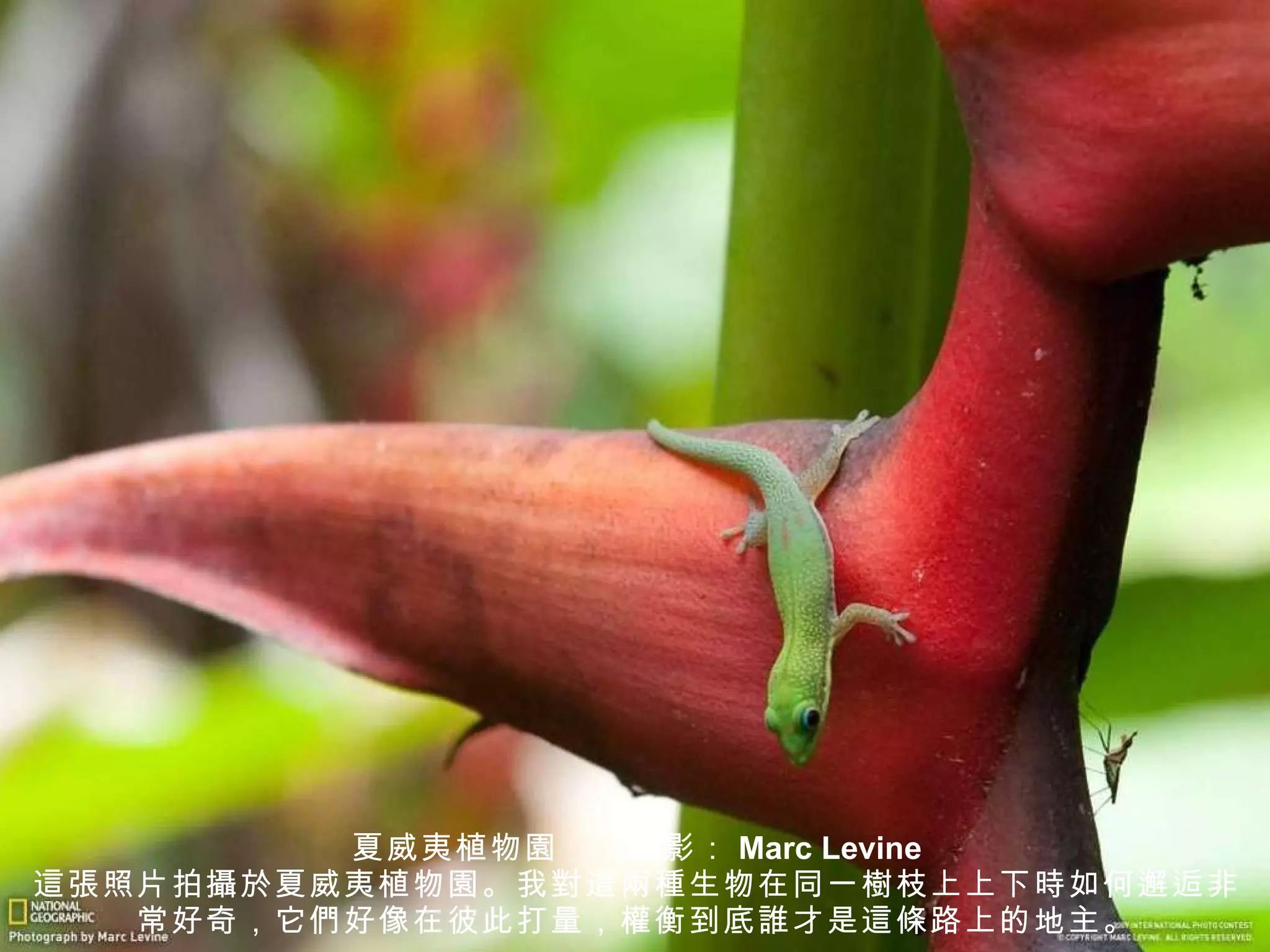 夏威夷植物 園 　　 攝 影： Marc Levine 這張 照片拍 攝於 夏威夷植物 園 。我 對這兩種 生物在同一 樹 枝上上下 時 如何邂逅非常好奇，它 們 好像在彼此打量， 權 衡到底 誰 才是 這條 路上的地主。 